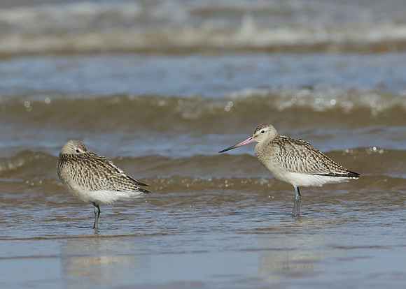 Bar-tailed Godwit Limosa lapponica