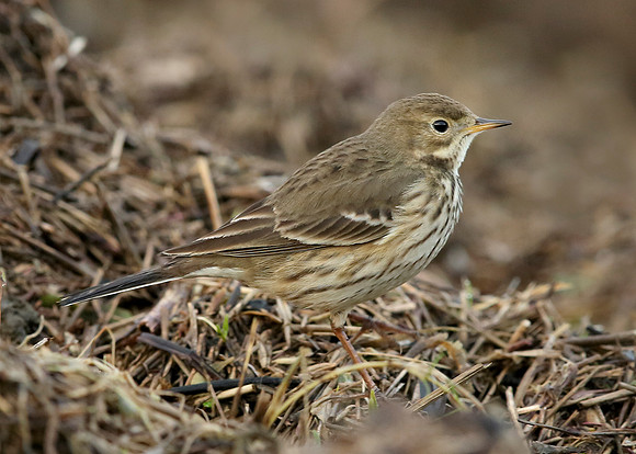 Buff-bellied Pipit  Anthus rubescens