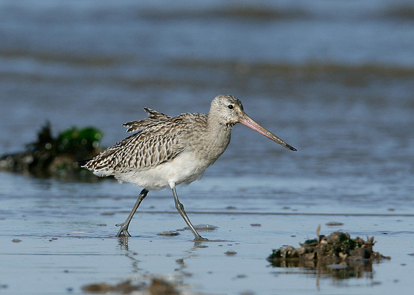 Bar-tailed Godwit Limosa lapponica