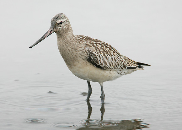 Bar-tailed Godwit Limosa lapponica