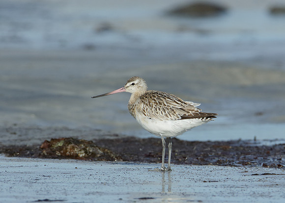 Bar-tailed Godwit Limosa lapponica