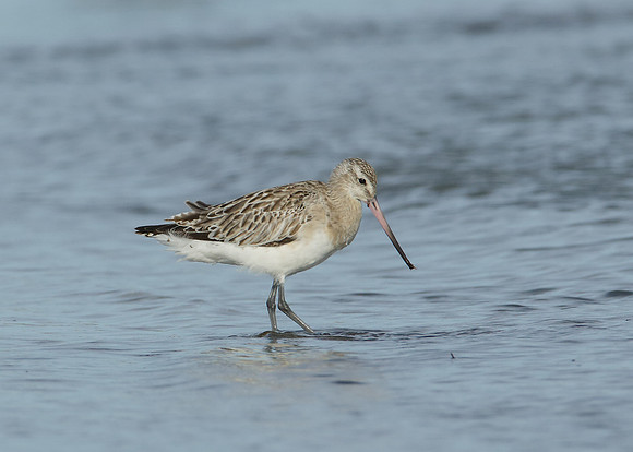 Bar-tailed Godwit Limosa lapponica