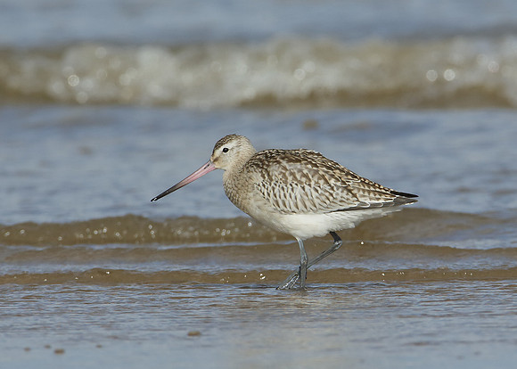 Bar-tailed Godwit Limosa lapponica