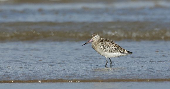 Bar-tailed Godwit Limosa lapponica