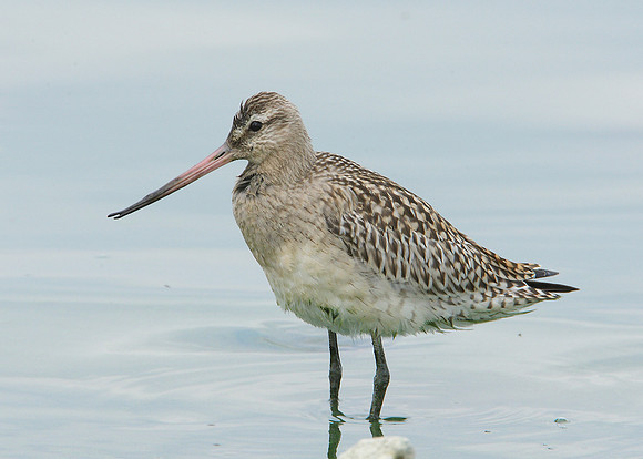 Bar-tailed Godwit Limosa lapponica