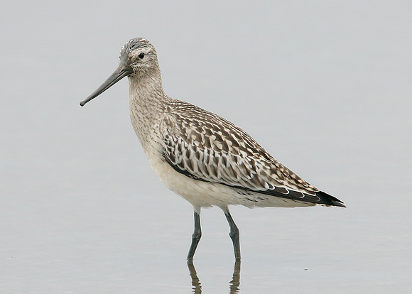 Bar-tailed Godwit Limosa lapponica