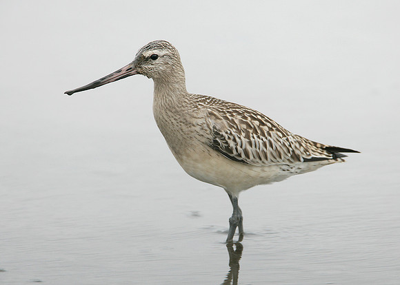 Bar-tailed Godwit Limosa lapponica