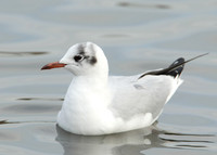Black-headed Gull Chroicocephalus ridibundus