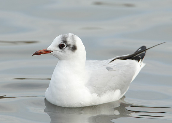 Black-headed Gull Chroicocephalus ridibundus