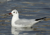 Black-headed Gull Chroicocephalus ridibundus