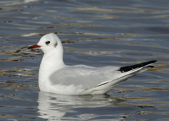 Black-headed Gull Chroicocephalus ridibundus