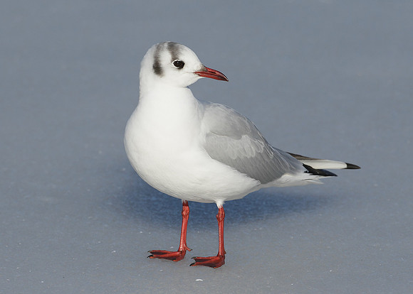 Black-headed Gull Chroicocephalus ridibundus