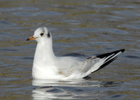 Black-headed Gull Chroicocephalus ridibundus