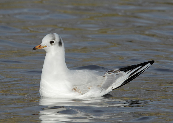 Black-headed Gull Chroicocephalus ridibundus