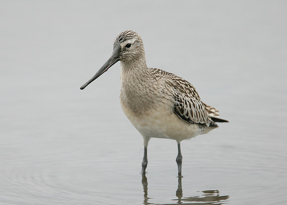 Bar-tailed Godwit Limosa lapponica