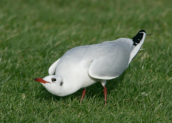 Black-headed Gull Chroicocephalus ridibundus