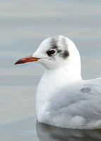 Black-headed Gull Chroicocephalus ridibundus