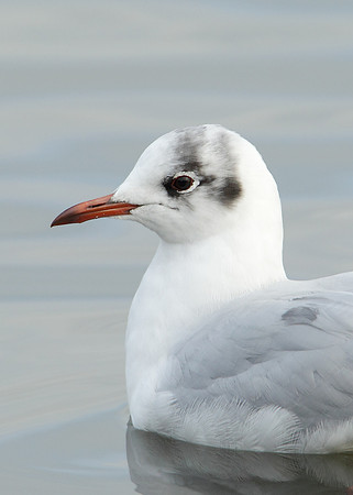 Black-headed Gull Chroicocephalus ridibundus