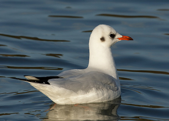 Black-headed Gull Chroicocephalus ridibundus