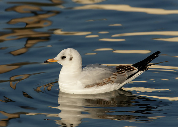 Black-headed Gull Chroicocephalus ridibundus