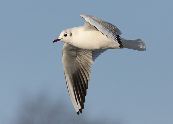 Black-headed Gull Chroicocephalus ridibundus