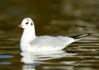 Black-headed Gull Chroicocephalus ridibundus