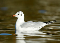 Black-headed Gull Chroicocephalus ridibundus
