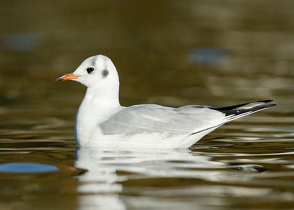 Black-headed Gull Chroicocephalus ridibundus