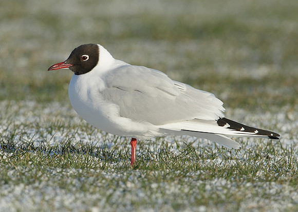 Black-headed Gull Chroicocephalus ridibundus