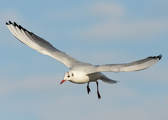 Black-headed Gull Chroicocephalus ridibundus