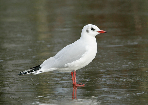 Black-headed Gull Chroicocephalus ridibundus