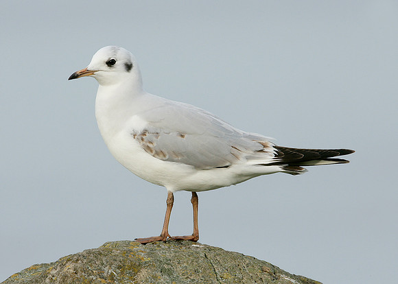 Black-headed Gull Chroicocephalus ridibundus