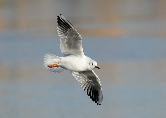 Black-headed Gull Chroicocephalus ridibundus