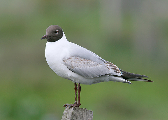 Black-headed Gull Chroicocephalus ridibundus