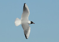 Black-headed Gull Chroicocephalus ridibundus