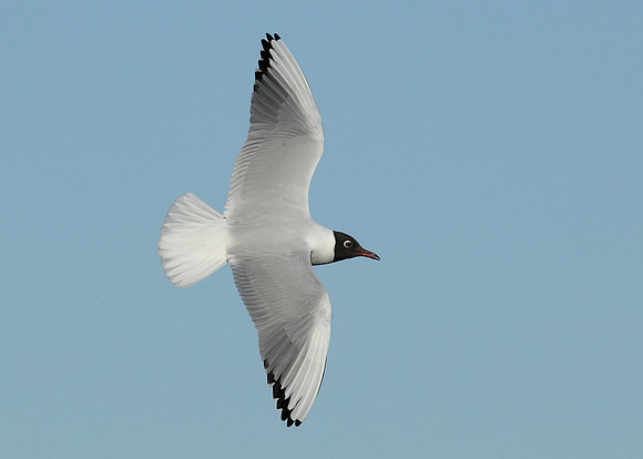 Black-headed Gull Chroicocephalus ridibundus