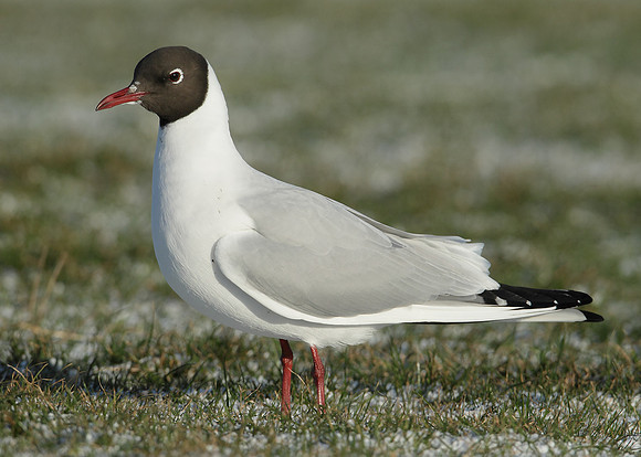 Black-headed Gull Chroicocephalus ridibundus