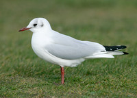 Black-headed Gull Chroicocephalus ridibundus