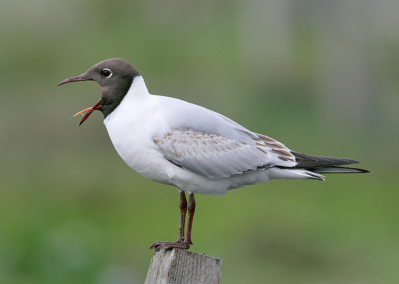 Black-headed Gull Chroicocephalus ridibundus