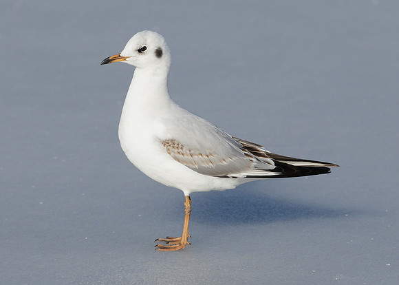 Black-headed Gull Chroicocephalus ridibundus