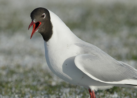 Black-headed Gull Chroicocephalus ridibundus
