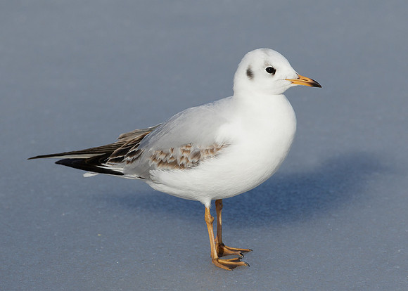 Black-headed Gull Chroicocephalus ridibundus