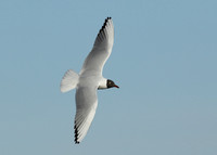 Black-headed Gull Chroicocephalus ridibundus