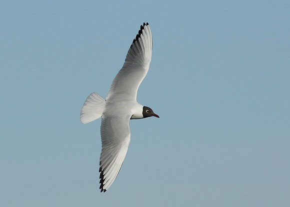 Black-headed Gull Chroicocephalus ridibundus