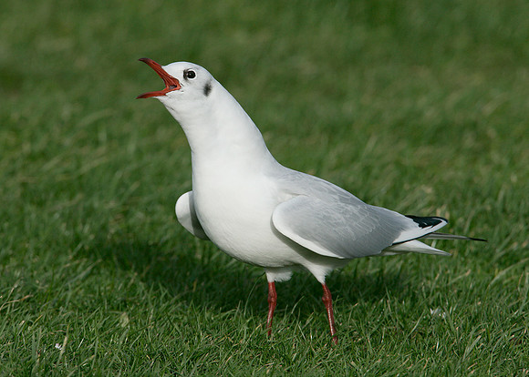 Black-headed Gull Chroicocephalus ridibundus