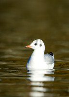 Black-headed Gull Chroicocephalus ridibundus