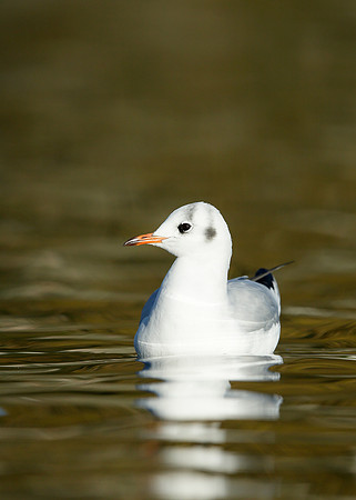 Black-headed Gull Chroicocephalus ridibundus