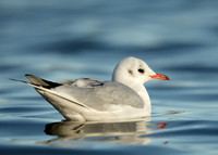 Black-headed Gull Chroicocephalus ridibundus