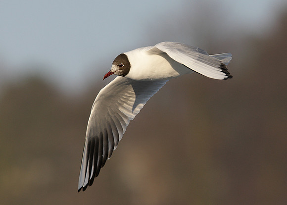 Black-headed Gull Chroicocephalus ridibundus