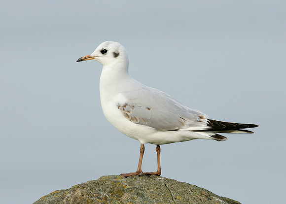 Black-headed Gull Chroicocephalus ridibundus